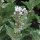 Heemst (Althaea officinalis) bio zaad