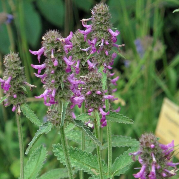 Betonie / koortskruid (Betonica officinalis) bio zaad