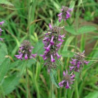 Betonie / koortskruid (Betonica officinalis) bio zaad