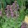 Betonie / koortskruid (Betonica officinalis) bio zaad