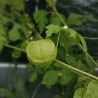 Ballonrank/Blaasjeshartzaad (Cardiospermum halicacabum)...