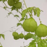 Ballonrank/Blaasjeshartzaad (Cardiospermum halicacabum) Bio zaad