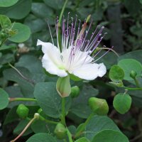 Echte kappertjesstruik (Capparis spinosa) zaden