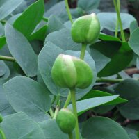 Echte kappertjesstruik (Capparis spinosa) zaden