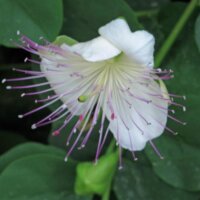 Echte kappertjesstruik (Capparis spinosa) zaden