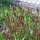 Boerenpioen (Paeonia officinalis ssp. banatica) bio zaad