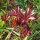 Boerenpioen (Paeonia officinalis ssp. banatica) bio zaad