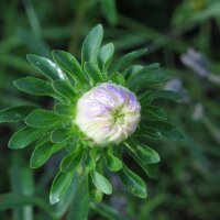 Klauwenaster (Callistephus chinensis) bio zaad