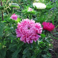 Klauwenaster (Callistephus chinensis) bio zaad