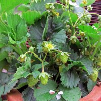 Maandbloeier (Fragaria vesca var. semperflorens) bio zaad