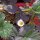 Maandbloeier (Fragaria vesca var. semperflorens) bio zaad