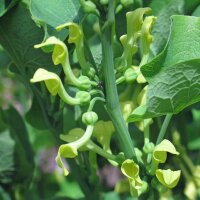 Pijpbloem (Aristolochia clematitis) bio zaad