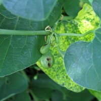 Pijpbloem (Aristolochia clematitis) bio zaad