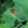 Pijpbloem (Aristolochia clematitis) bio zaad