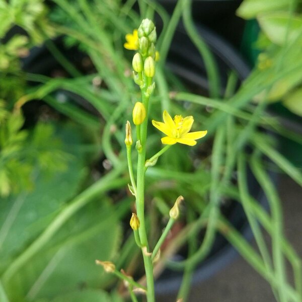 Bulbine / Kattenstaartplant (Bulbine frutescens) bio zaad