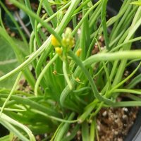 Bulbine / Kattenstaartplant (Bulbine frutescens) bio zaad