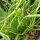 Bulbine / Kattenstaartplant (Bulbine frutescens) bio zaad