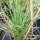 Bulbine / Kattenstaartplant (Bulbine frutescens) bio zaad