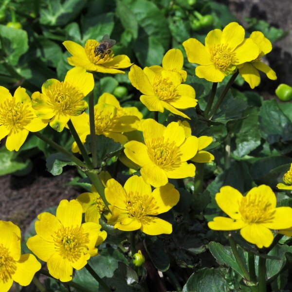 Dotterbloem (Caltha palustris) bio zaad