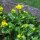 Dotterbloem (Caltha palustris) bio zaad