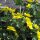Dotterbloem (Caltha palustris) bio zaad