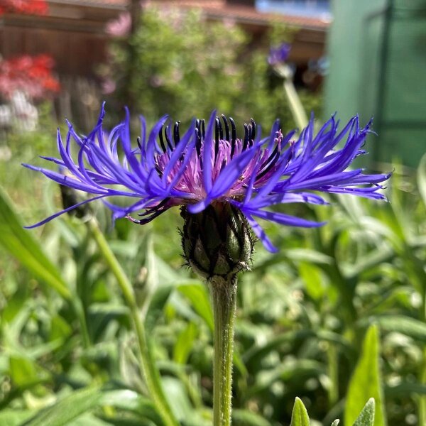 Bergcentaurie (Centaurea montana) Bio zaad