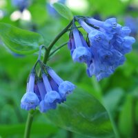 Virginias klokje (Mertensia virginica) zaden