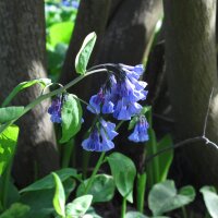 Virginias klokje (Mertensia virginica) zaden