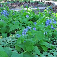 Virginias klokje (Mertensia virginica) zaden