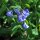 Virginias klokje (Mertensia virginica) zaden