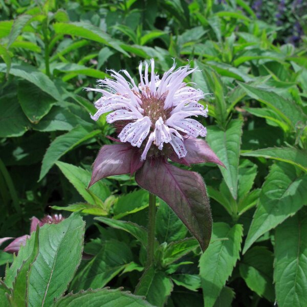 Wilde bergamot (Monarda fistulosa) bio zaad