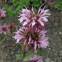 Wilde bergamot (Monarda fistulosa) bio zaad