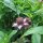 Wilde bergamot (Monarda fistulosa) bio zaad