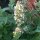 Citroen kattenkruid / witte citroenmelisse (Nepeta cataria ssp. citriodora) bio zaad