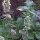 Citroen kattenkruid / witte citroenmelisse (Nepeta cataria ssp. citriodora) bio zaad