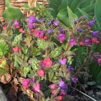 Gevlekt longkruid (Pulmonaria officinalis) bio zaad