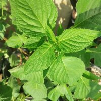 Chia (Salvia hispanica) bio zaad