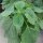 Chia (Salvia hispanica) bio zaad