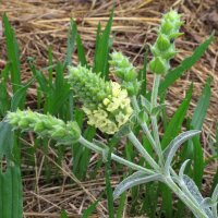 Griekse bergthee (Sideritis syriaca) bio zaad