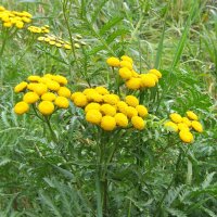 Boerenwormkruid (Tanacetum vulgare) bio zaad