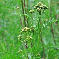 Boerenwormkruid (Tanacetum vulgare) bio zaad