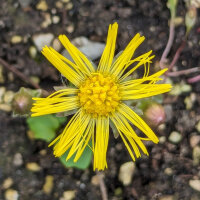 Het klein hoefblad (Tussilago farfara) bio zaad