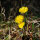 Het klein hoefblad (Tussilago farfara) bio zaad