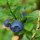 Blauwe bosbes (Vaccinium myrtillus) bio zaad