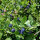 Blauwe bosbes (Vaccinium myrtillus) bio zaad