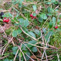 Wilde bosbes (Vaccinium vitis-idaea) bio zaad