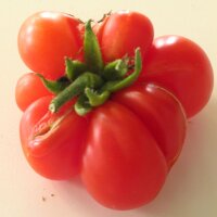 Rode reistomaat (Solanum lycopersicum) biologisch zaad