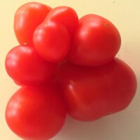 Rode reistomaat (Solanum lycopersicum) biologisch zaad