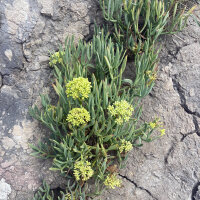 Zeevenkel (Crithmum maritimum) zaden