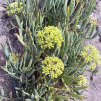 Zeevenkel (Crithmum maritimum) zaden